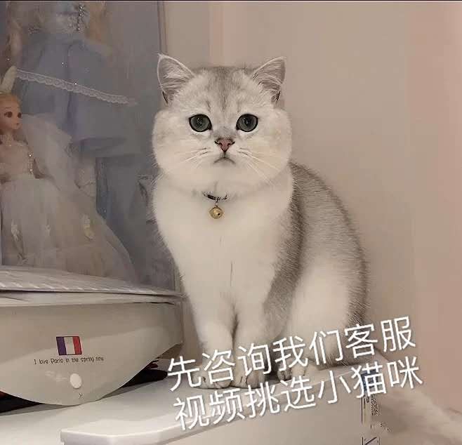 British short folded ear silver gradient cat living creature British short-haired cat golden gradient cub live kitten purebred pet cat