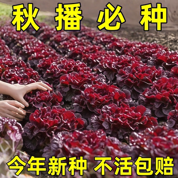 Creamy coffee, purple lettuce, fresh leafy vegetables, cold, sweet, crispy and juicy salad vegetables, farm-grown lettuce