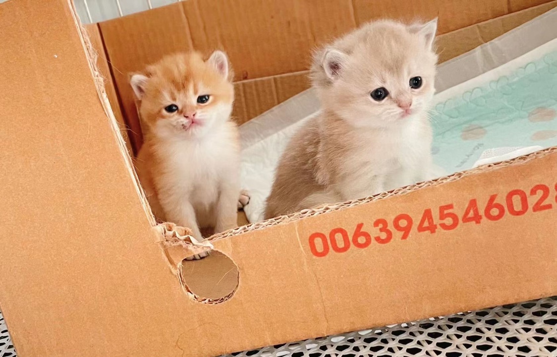 Blue star asymptotic Little Mother Chocolate Jr. likes to yell at me.