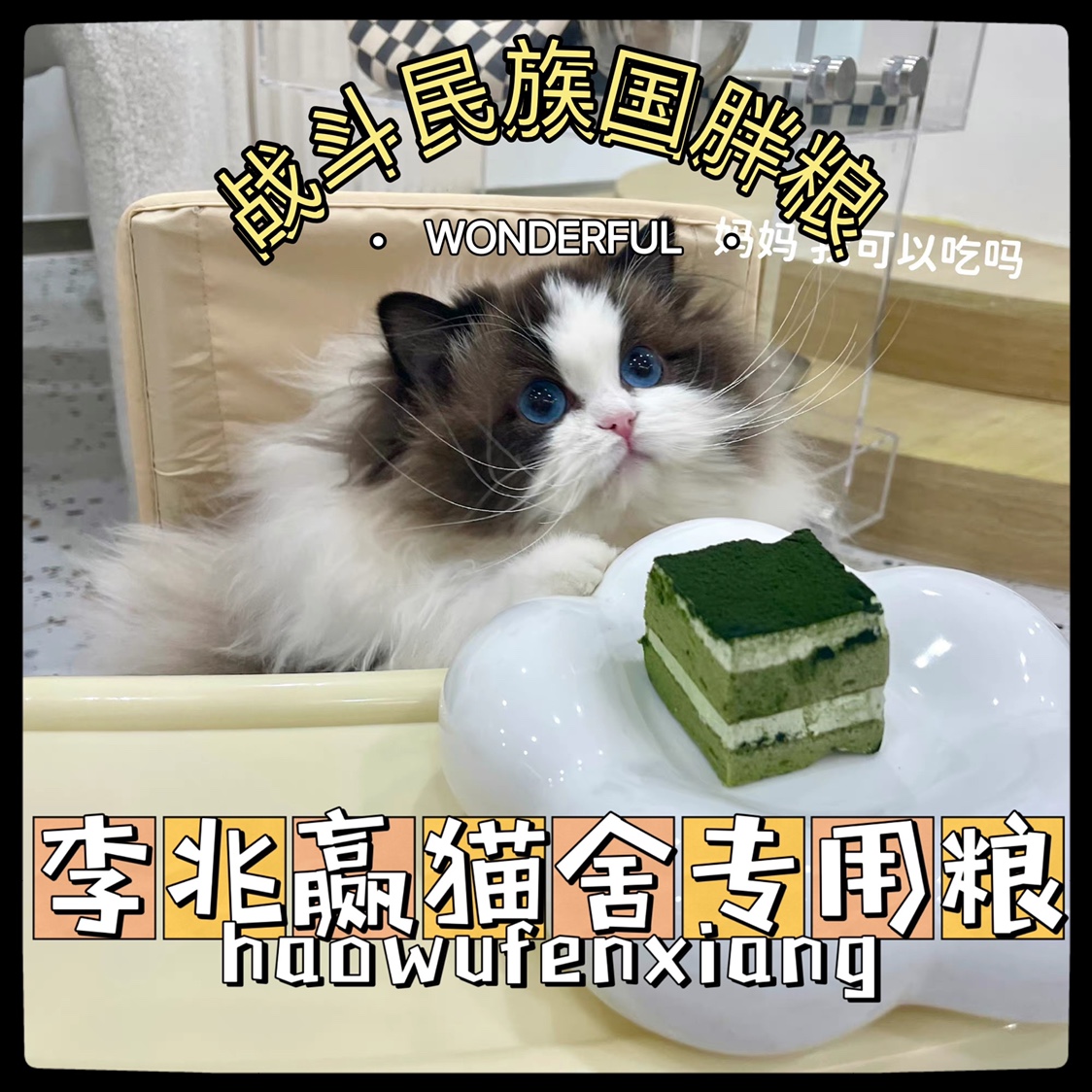 Li Zhaoying special cat food for cattery 10 catties gain weight and gain weight in one month, visible changes in physique
