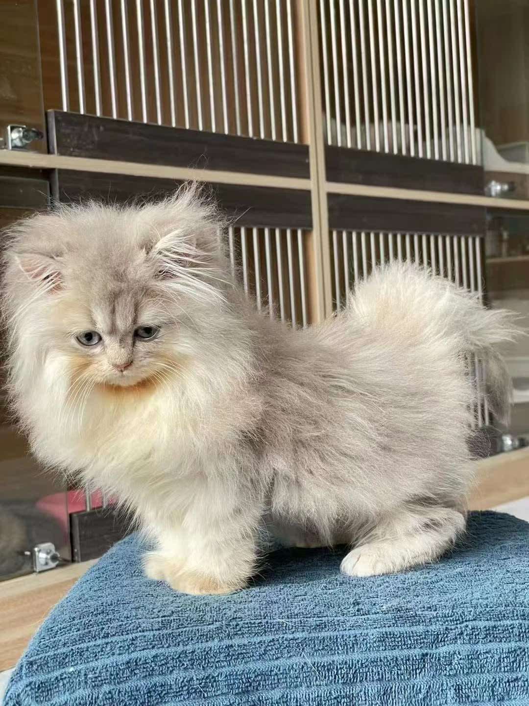 Blue star golden asymptotic little public 3-month-old-cheeking