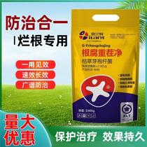 Garlic root rot spirit is a special medicine for root rot soft rot leaf blight stem base rot dry tip rust and so on.