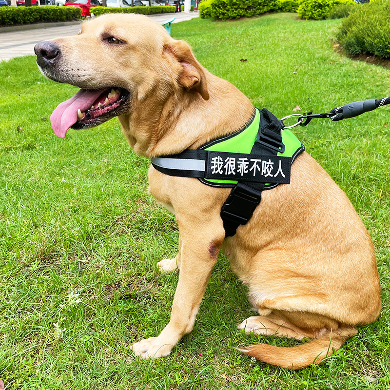 Pet pooch with a baby's chest and a baby bag