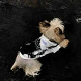 Floralkitty Summer Dog and Cat Olde Pet Web Red -Rubbit Sweater MMM6 Splash Ink Style Nice