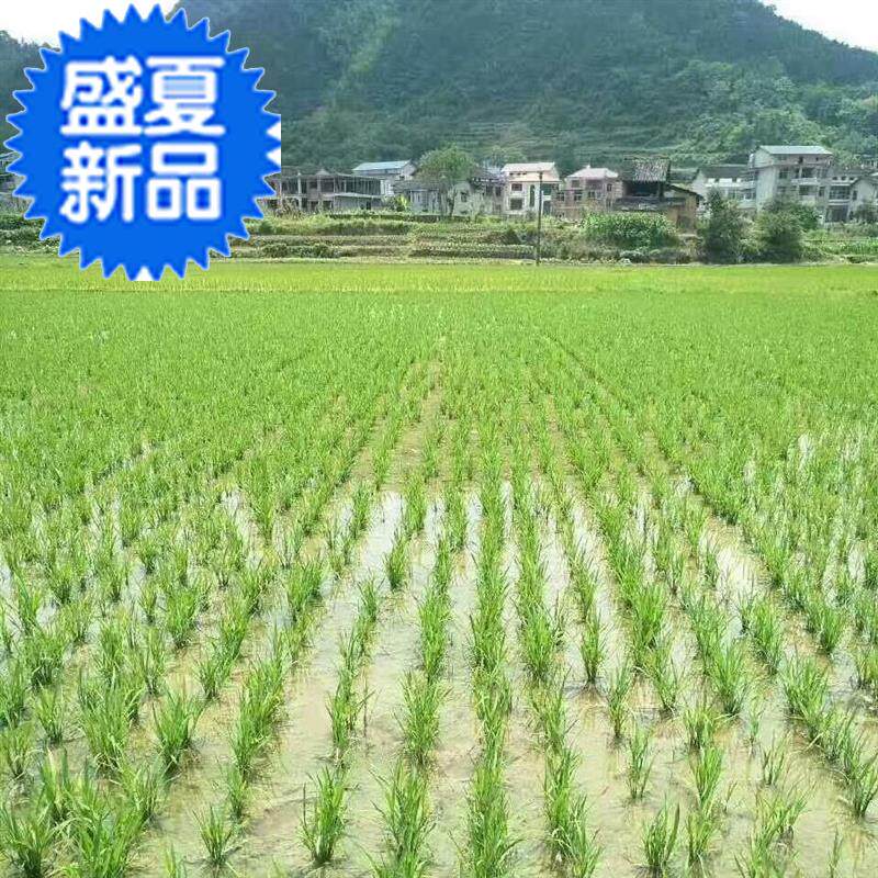 Field A Rice Live Machine On Demand Machine Farm Machinery Special Seeding Machine Center of gravity not easy to trap the agricultural seeding all