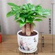 发财树盆栽绿植花卉富贵竹荷花竹植物盆栽办公室内桌面植物防辐射