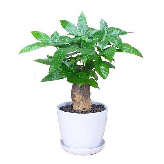 发财树盆栽绿植花卉富贵竹荷花竹植物盆栽办公室内桌面植物防辐射