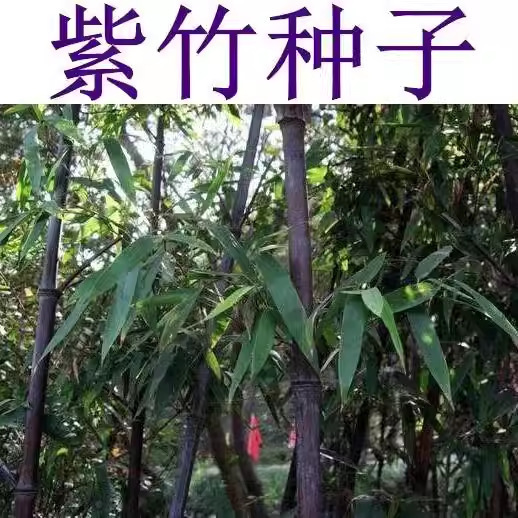 Bulk large bamboo seeds, purple bamboo seeds, harvested bam Bulk large bamboo seeds, purple bamboo seeds, harvested bam