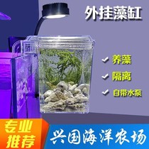 External algae tank external isolation box incubator box incubator box algae sea water small fish breeding Peacock fish tank incubator box