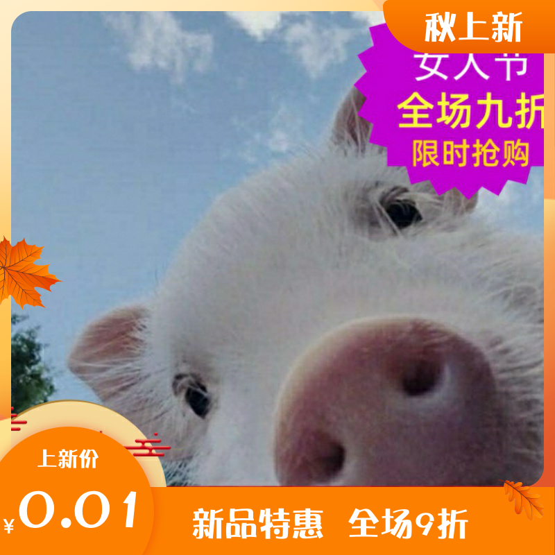 Pig Pig Up High Definition Picture Mobile Phone Computer Screen 0 RMB01  wallpaper 1 gross money no need for logistics to automatically ship