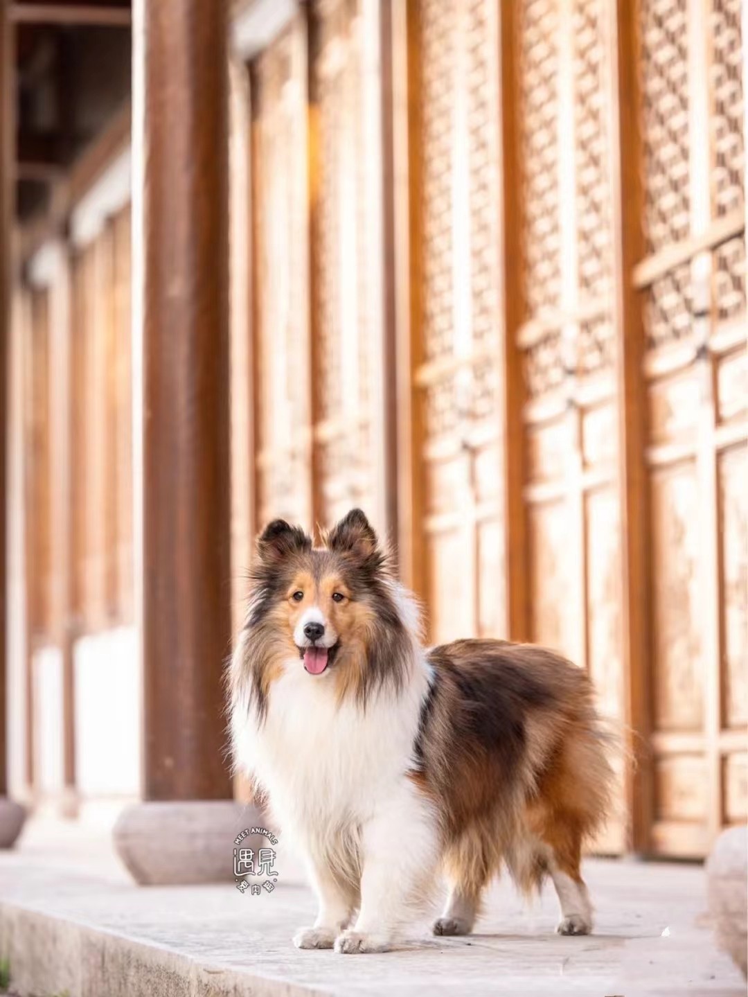 纯种苏格兰牧羊犬喜乐蒂牧羊犬幼犬活体宠物狗英国牧羊犬-淘宝网, image size:1080x1439