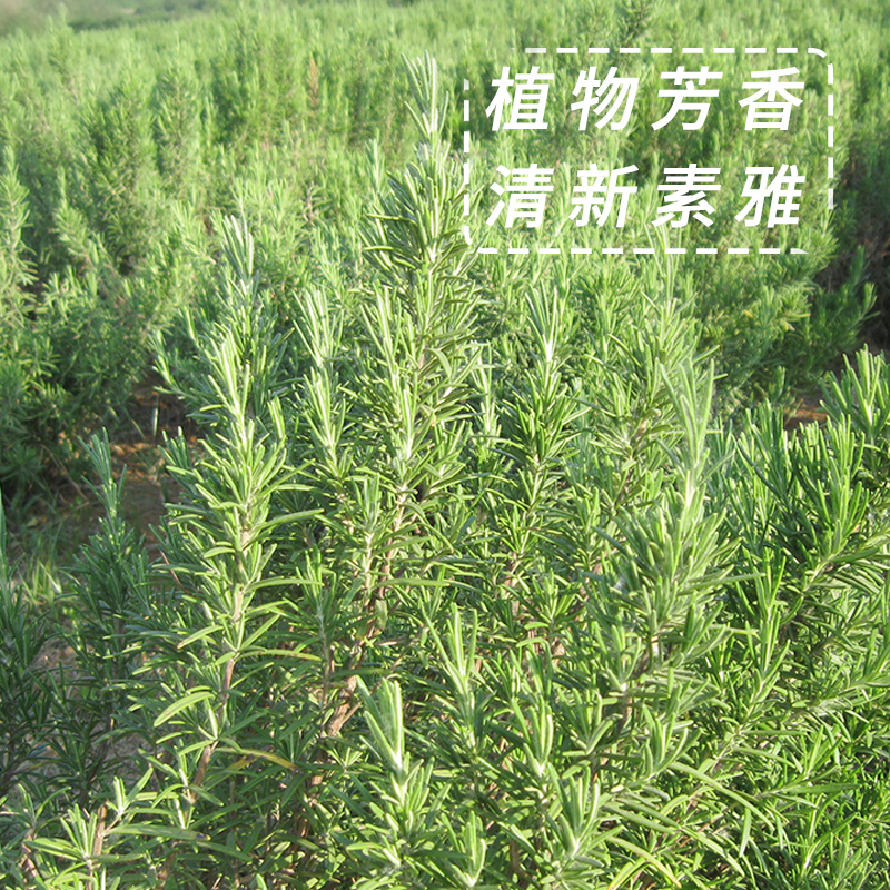 Fresh verbena ketone rosemary branches lost fragrance to make essential oil pure dew steak with edible spices cake decoration
