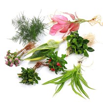 -Stone Calamus Hydroponic Plant Except Formaldehyde Combined Garden View Flowers All Season Evergreen Green Plant Blooming Living-room Office