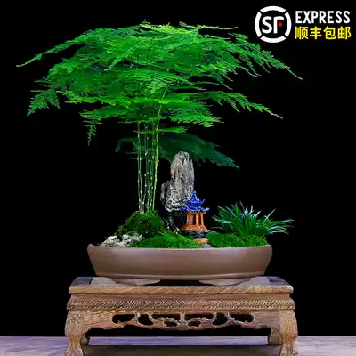 Wenzhu bonsai modeling creative panjing plant Indoor living room TV cabinet large landscape landscape modeling rockery green plant