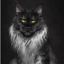 Pure breed of Burmese cat infant cat racing class double pedign smoke grey brown tiger spotted silver tiger spotted giant long fur kuluen cat living