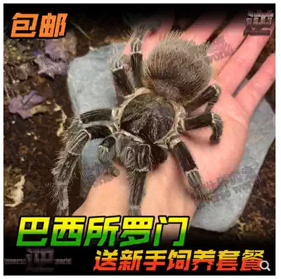 Brazil's Solomon spider live Net Red feeding full suit, no bite, suitable for novice breeding