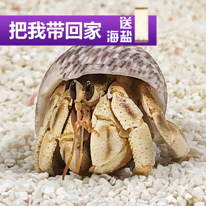 Easy to raise land and send home crab sloth pets imported living AustralianDeep Purple Recessed Foot Lila Low Price Activity