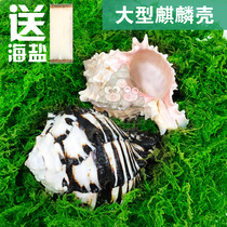  Active hermit crab replacement shell Conch shell spare shell Landscaping decorative shell Medium and large hermit crab supplies
