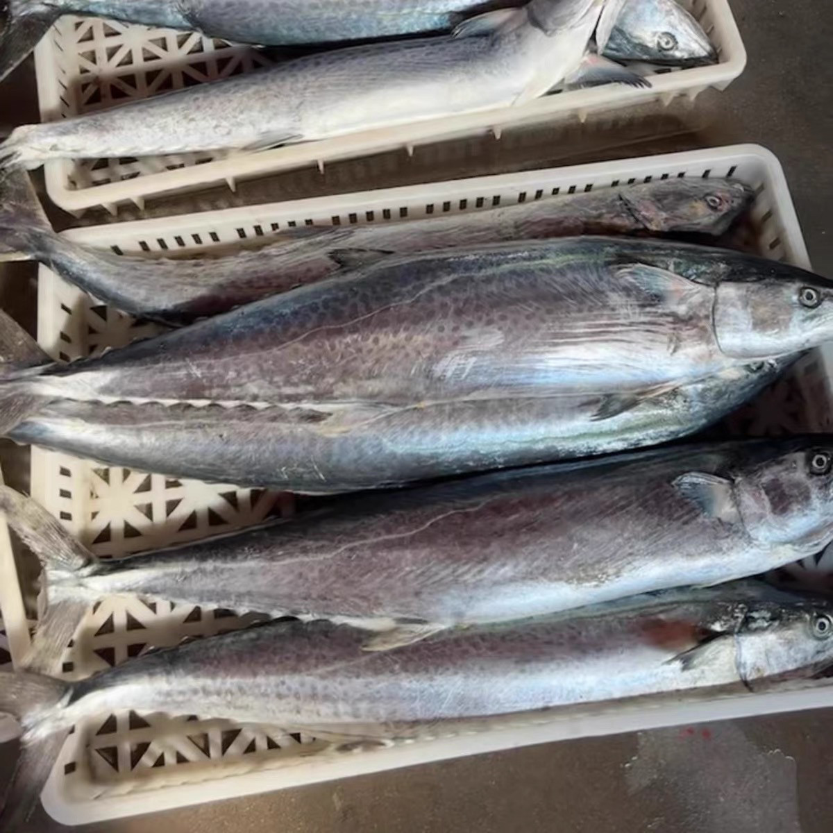 海捕超大燕鲅鱼白腹蓝点马鲛鱼切片发货15斤/条-淘宝网, image size:1200x1200