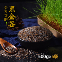 Black Golden Grain rice blood oats 500g×5 bags of blood diamond wild oats High flavonoids Shaanxi whole grain porridge rice raw materials