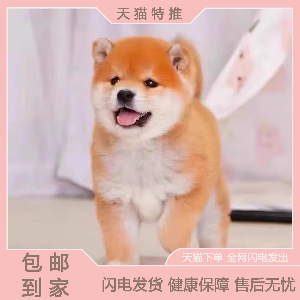 🔥赤色豆柴幼犬来了！🐾纯种日本柴犬，萌力MAX的小可爱等你带回家！💖-宠物摄影-淘宝好物网