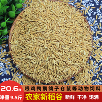 Farm with shell rice feed chicken duck goose pigeon bird Hamster pet rice with shell millet grain feed 10 kg