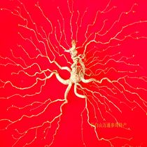 Under the forest in Changbai Mountain Northeastern ginseng Lingyang ginseng wild wild ginseng gift box dry ginseng mountain ginseng