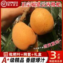 Authentic Fujian Yunxiao loquat whole box of fresh large fruit 3 pounds ready-picked fresh fruit for pregnant women Pipa seasonal fruit 3
