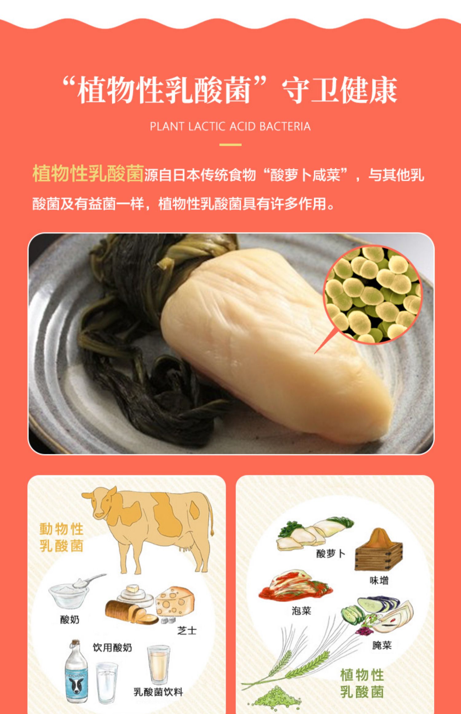 日本狮王/LION乐菲灵植物乳酸菌2瓶