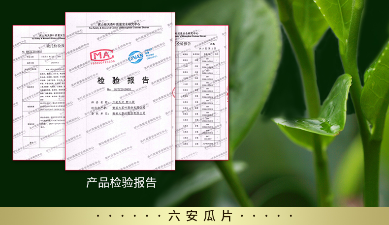 江小茗 21年雨前新茶 特级六安瓜片 250g/罐 图5