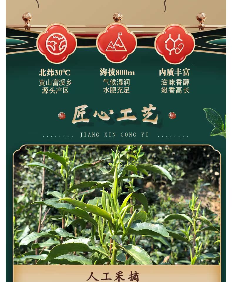 【江小茗】新茶黄山毛峰春茶毛尖