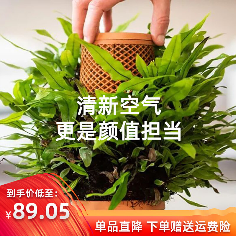 Pottery Bottle Plant Sloth Plant Sloth Pottery Basin Fixed Planting Indoor Tabletop Non-Watering Self-Absorbent Flower Pot Gift Water Seepage Pottery Jar