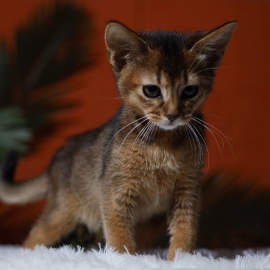 中华田园猫橘猫狸花猫三花幼崽猫黑色玄猫白猫幼崽捕鼠猫：揭秘中国本土