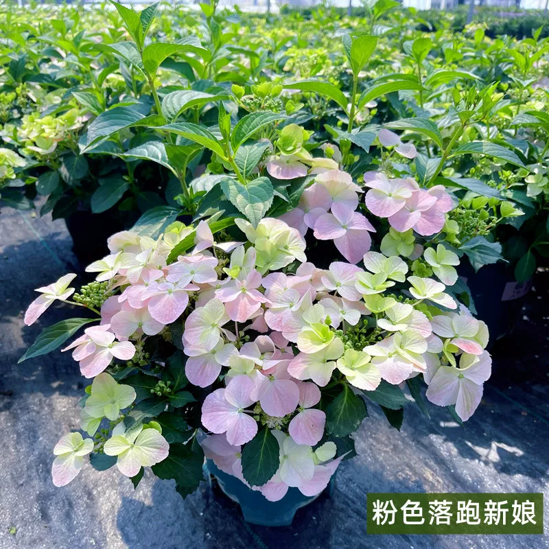 八方来财园艺