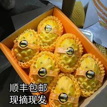 Authentic Hainan Birds Nest Fruit Kirin Fruit Large Fruit 2 3 5 catties Gift Box Yellow Skin White Heart Pitaya SF