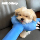 Игрушка-палочка Dog crusade, устойчивая к укусам, принадлежности для щенков, артефакт против скуки для домашних животных, забавная палочка для кошек, котенок потребляет физическую силу mini 4