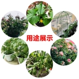 Странство с опорой денежных деревьев.