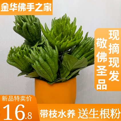 (With branches of water) Jinhua bergamot fruit fresh picked now smell fragrant fresh bergamot fruit citrus play clear offering