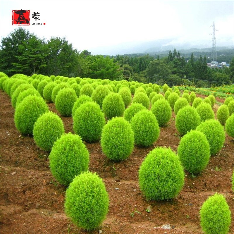 The Garland Skin Seed Red Green Ground Grass Seed Spherical Flower Sea Courtyard outdoor Four Seasons Easy to live broom Peacock seed