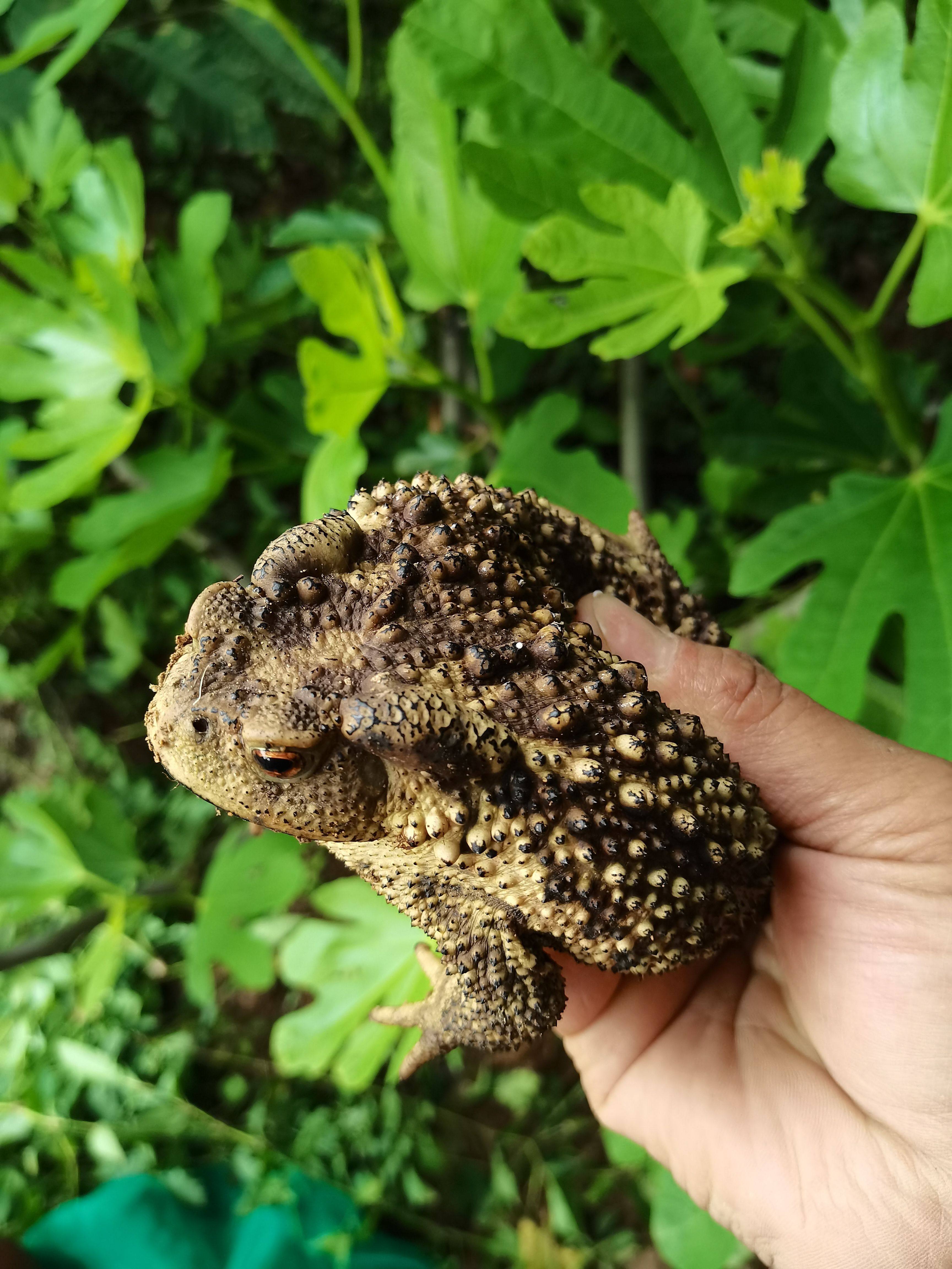 25年必买!变异海蟾蜍角蛙活体饲料,鳄龟最爱的天然猎物推荐-观赏鱼饲料-淘宝好物网