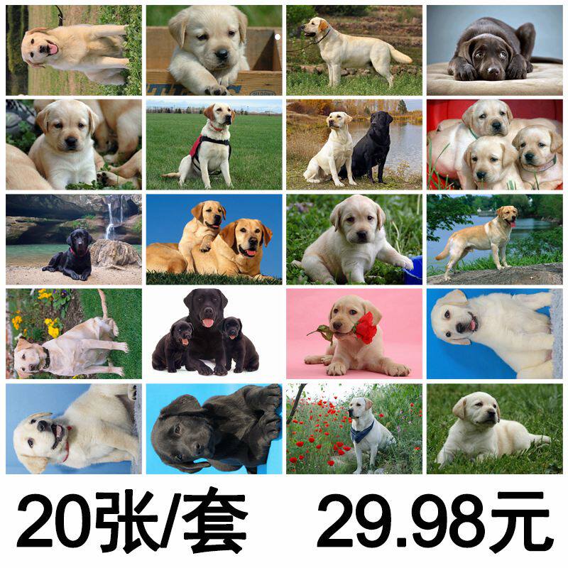 Labrador pet dog postcard custom photo card sticker desk calendar poster key chain custom