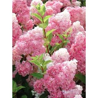 Cone Hydrangea Seedlings Magic Moonlight Lime