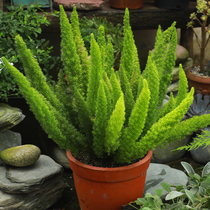 Heidis Garden Foxtail Asparagus Potted Perennial Evergreen Plants Yard Flora Garden Flora