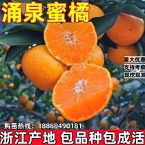 Early-maturing seedless Yongquan tangerine seedlings Authentic Linhai Yongquan tangerine seedlings Early-maturing citrus Miyagawa tangerine saplings