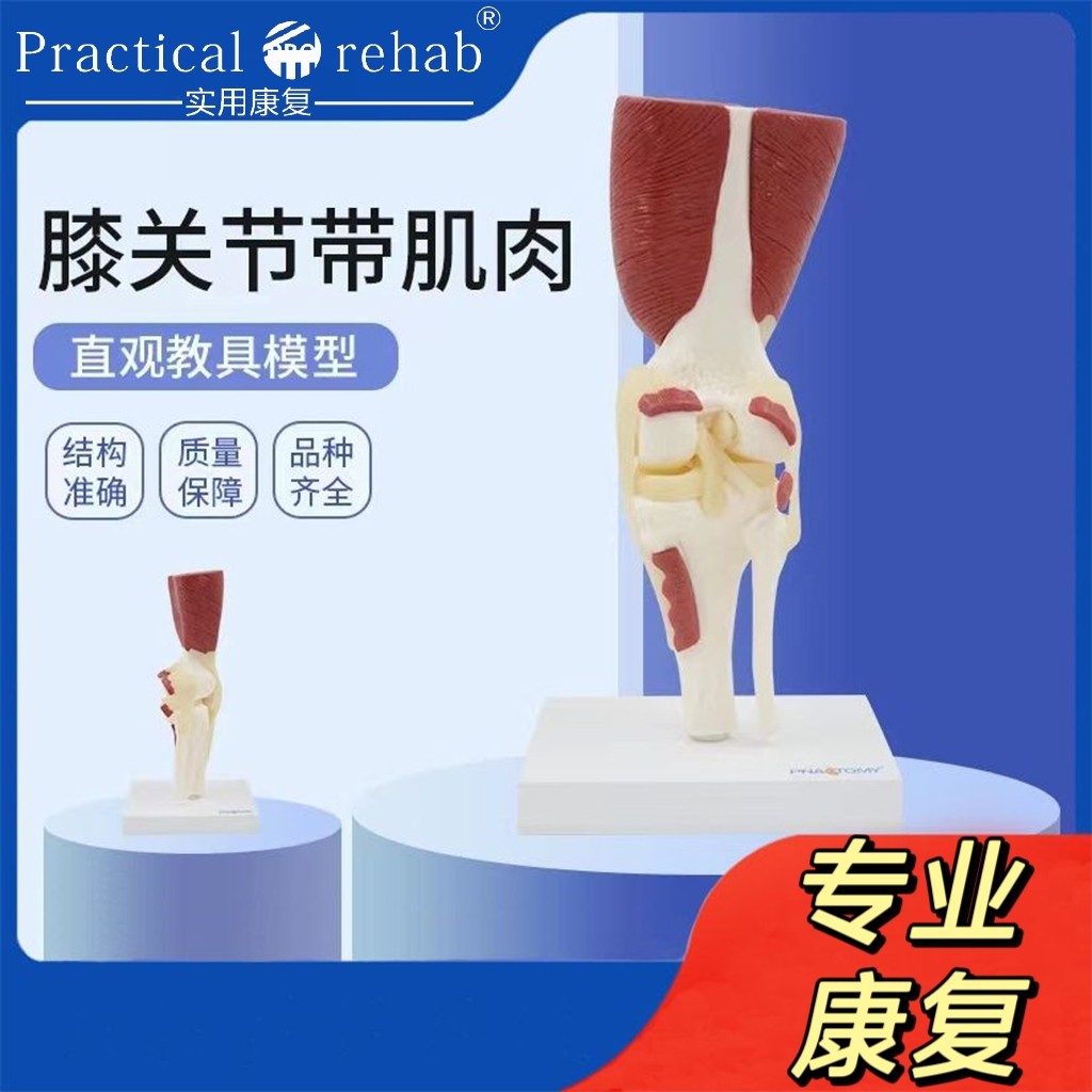 1:1大人体膝关节带肌肉韧带骨骼模型膝盖骨运动系统教学骨科