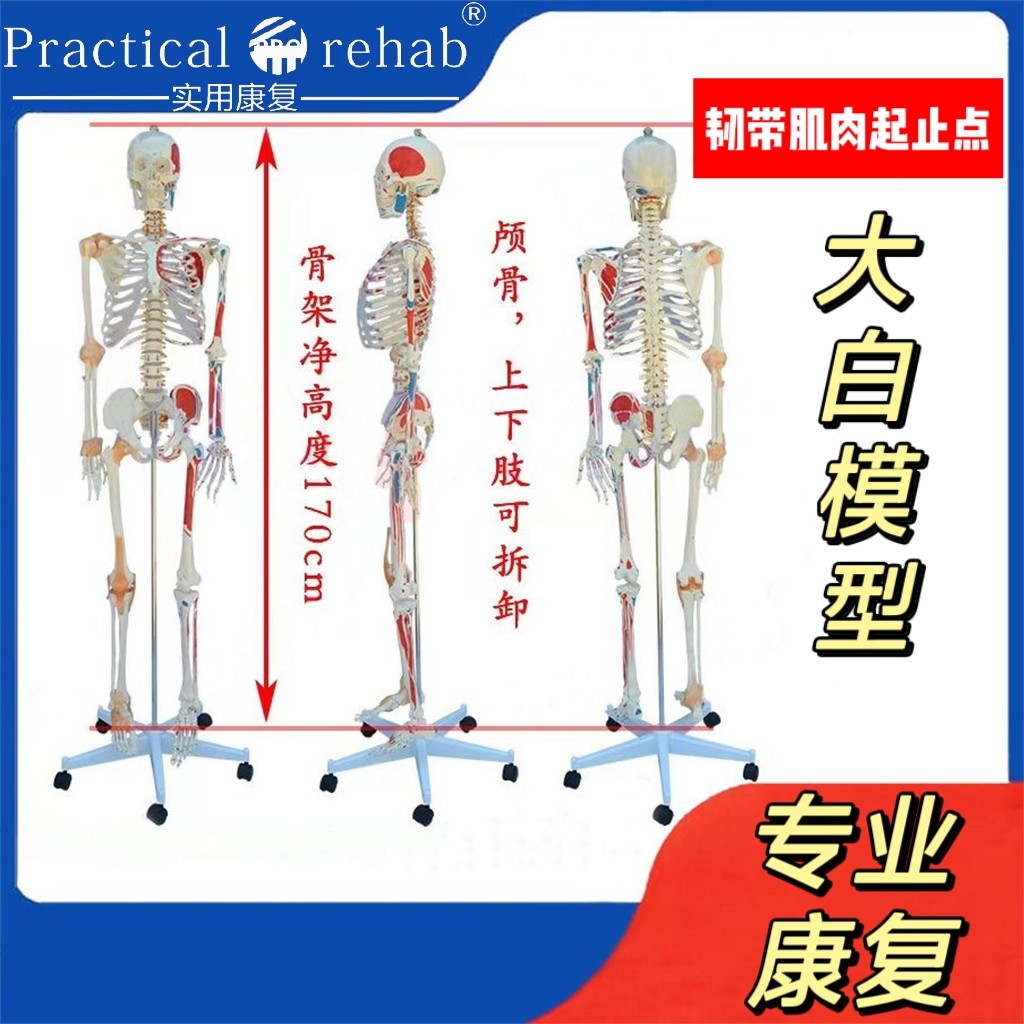 医学1比1人体骨骼肌肉模型可拆卸骷髅骨架标本骨科疼痛科瑜伽健身