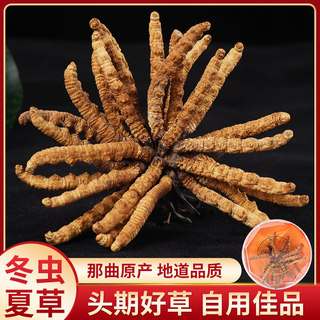 Cordyceps sinensis] Authentic Tibet Fresh Cordyceps dry goods authentic 5 grams of gift boxes