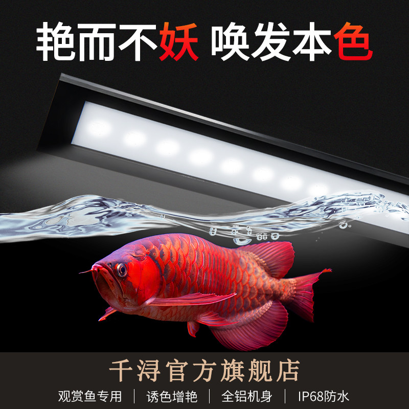 one thousand XUN RED DRAGON LIGHT SPECIAL LED LIGHT PARROT RED DRAGON FISH GOLDFISH GIN CARP ROASTED COLOR HAIR COLOR ADD-UP WATERPROOF FISH TANK LAMP