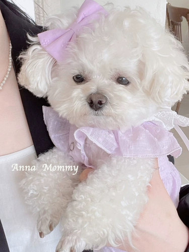 Одежда для собак весна и летняя юбка для домашних животных, а не медведя плюшевая бомей