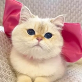 Мэри Кот Галстук-Бабочка Pet Галстук-Бабочка Шарф Кошка Ожерелье Украшения Бишон Фризе Ошейник Для Собаки Рэгдолл Кошка Немецкий